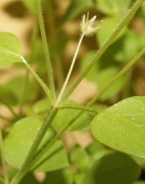 Fotografia 10 da espécie Stellaria pallida no Jardim Botânico UTAD