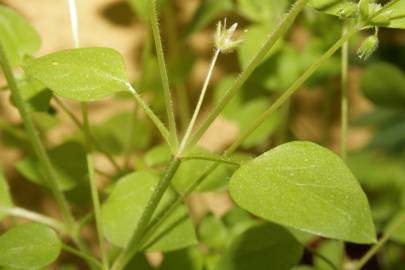 Fotografia da espécie Stellaria pallida