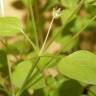 Fotografia 10 da espécie Stellaria pallida do Jardim Botânico UTAD