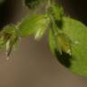 Fotografia 11 da espécie Stellaria pallida do Jardim Botânico UTAD