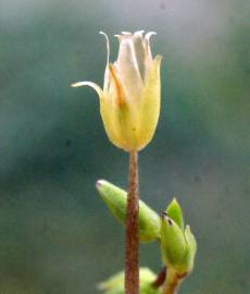 Fotografia da espécie Stellaria pallida