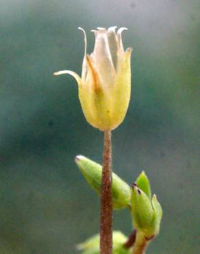 Fotografia 12 da espécie Stellaria pallida no Jardim Botânico UTAD