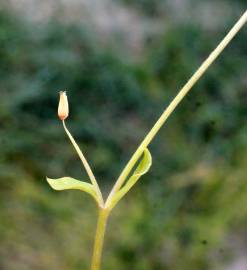 Fotografia da espécie Stellaria pallida