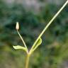 Fotografia 13 da espécie Stellaria pallida do Jardim Botânico UTAD