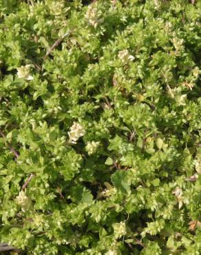 Fotografia 14 da espécie Stellaria pallida no Jardim Botânico UTAD