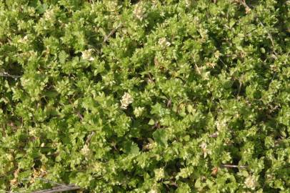 Fotografia da espécie Stellaria pallida