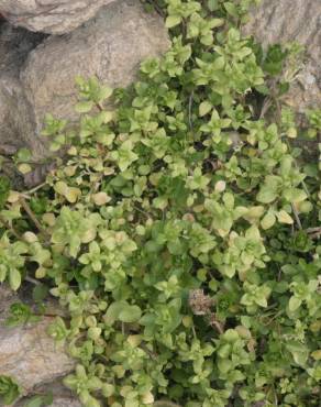 Fotografia 15 da espécie Stellaria pallida no Jardim Botânico UTAD