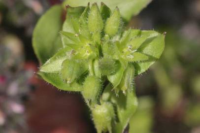 Fotografia da espécie Stellaria pallida