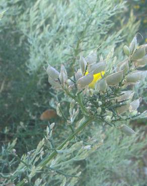 Fotografia 7 da espécie Stauracanthus boivinii no Jardim Botânico UTAD