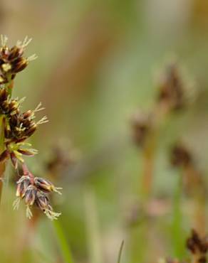 Fotografia 12 da espécie Luzula campestris no Jardim Botânico UTAD