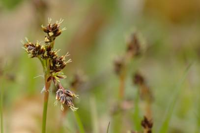 Fotografia da espécie Luzula campestris