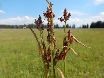 Fotografia da espécie Luzula campestris