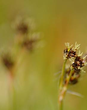 Fotografia 17 da espécie Luzula campestris no Jardim Botânico UTAD