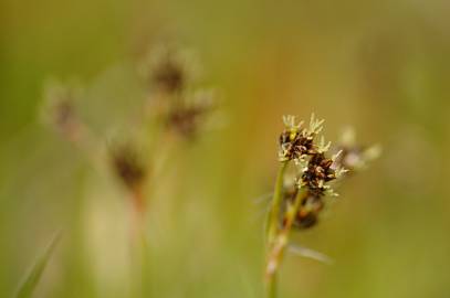 Fotografia da espécie Luzula campestris