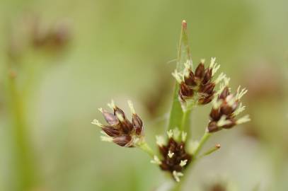 Fotografia da espécie Luzula campestris