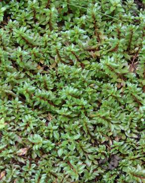 Fotografia 7 da espécie Ludwigia palustris no Jardim Botânico UTAD