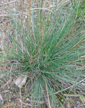 Fotografia 1 da espécie Festuca trichophylla no Jardim Botânico UTAD