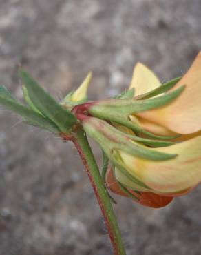 Fotografia 4 da espécie Lotus hispidus no Jardim Botânico UTAD