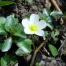 Fotografia 8 da espécie Ludwigia palustris do Jardim Botânico UTAD