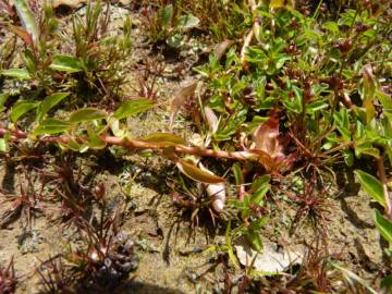 Fotografia da espécie Ludwigia palustris