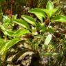 Fotografia 10 da espécie Ludwigia palustris do Jardim Botânico UTAD