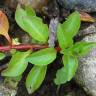 Fotografia 12 da espécie Ludwigia palustris do Jardim Botânico UTAD