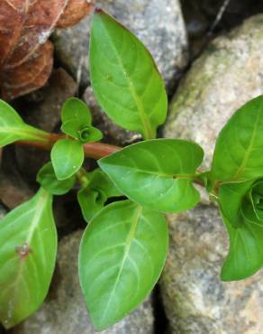 Fotografia 13 da espécie Ludwigia palustris no Jardim Botânico UTAD