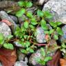 Fotografia 14 da espécie Ludwigia palustris do Jardim Botânico UTAD