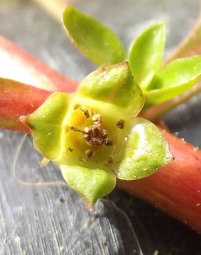 Fotografia 15 da espécie Ludwigia palustris no Jardim Botânico UTAD