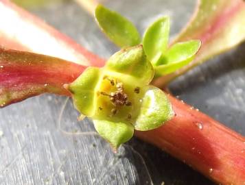 Fotografia da espécie Ludwigia palustris