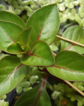 Fotografia 16 da espécie Ludwigia palustris no Jardim Botânico UTAD