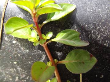 Fotografia da espécie Ludwigia palustris