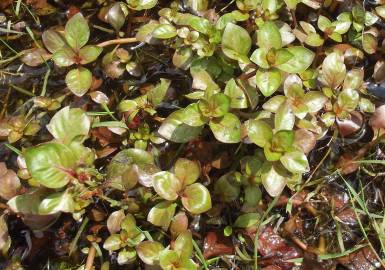 Fotografia da espécie Ludwigia palustris