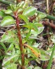 Fotografia da espécie Ludwigia palustris