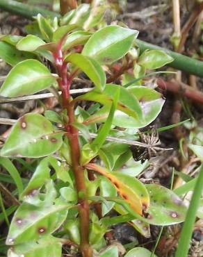 Fotografia 1 da espécie Ludwigia palustris no Jardim Botânico UTAD