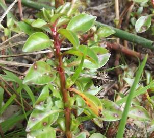 Fotografia da espécie Ludwigia palustris