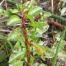 Fotografia 1 da espécie Ludwigia palustris do Jardim Botânico UTAD