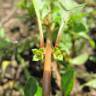 Fotografia 20 da espécie Ludwigia palustris do Jardim Botânico UTAD