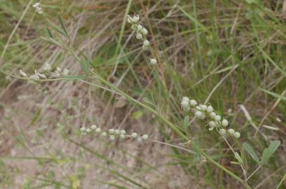 Fotografia da espécie Melilotus spicatus