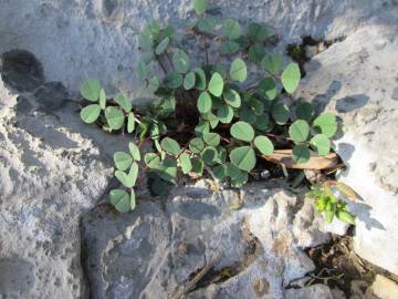 Fotografia da espécie Melilotus spicatus