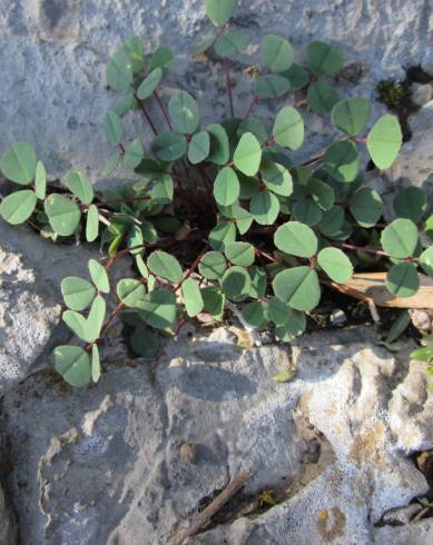 Fotografia de capa Melilotus spicatus - do Jardim Botânico