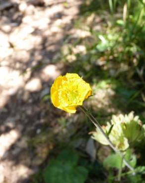 Fotografia 11 da espécie Geum sylvaticum no Jardim Botânico UTAD