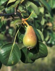 Pyrus bourgaeana