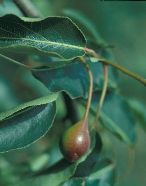 Fotografia 5 da espécie Pyrus bourgaeana no Jardim Botânico UTAD