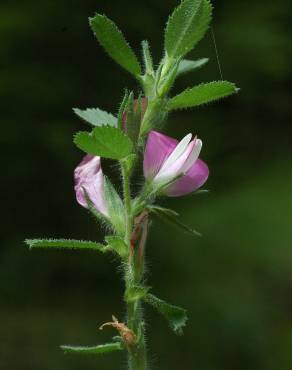 Fotografia 17 da espécie Ononis spinosa subesp. spinosa no Jardim Botânico UTAD