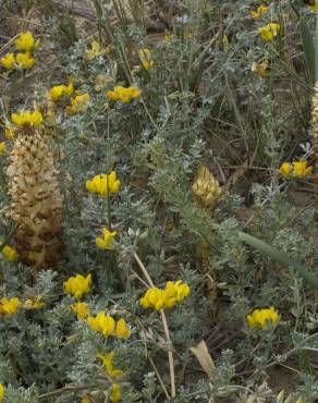 Fotografia 3 da espécie Orobanche densiflora no Jardim Botânico UTAD