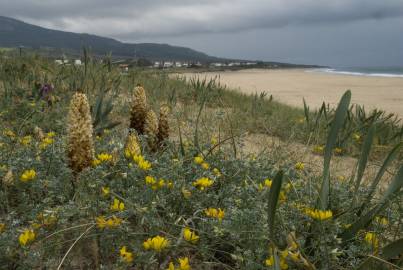 Fotografia da espécie Orobanche densiflora