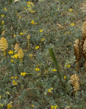 Fotografia 5 da espécie Orobanche densiflora no Jardim Botânico UTAD