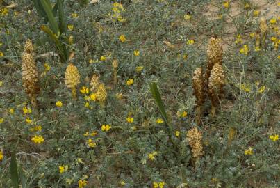 Fotografia da espécie Orobanche densiflora