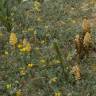 Fotografia 5 da espécie Orobanche densiflora do Jardim Botânico UTAD